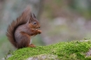 Red Squirrel on mossy rock with nut. Feb. '24.