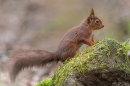 Red Squirrel on mossy rock. Feb. '24.