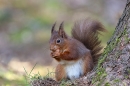 Red Squirrel with nut at foot of larch tree. Feb. '24.