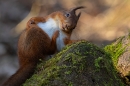 Red Squirrel scratching 1. Feb. '24.