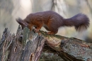 Red Squirrel foraging 1. Feb. '24.