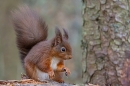 Red Squirrel on fallen rotting tree 1. Feb. '24.