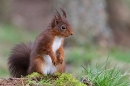 Red Squirrel on mossy hump 1. Feb. '24.