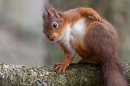 Red Squirrel scratching 2. Feb. '24
