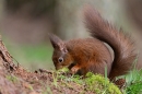 Red Squirrel foraging 2. Feb. '24.