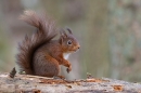 Red Squirrel on fallen rotting tree 2. Feb. '24.