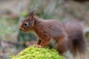 Red Squirrel on mossy hump 2. Feb. '24.