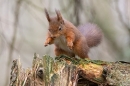 Red Squirrel leaping forward. Feb. '24.