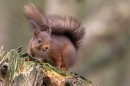 Red Squirrel on rotten tree stump. Feb. '24.