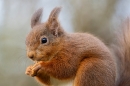 Red Squirrel feeding close up. Feb. '24.