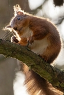 Red Squirrel backlit 6. Feb. '24.