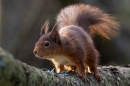 Red Squirrel backlit 5. Feb. '24.