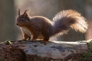 Red Squirrel backlit 4. Feb. '24.