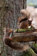Red Squirrels chasing/courting. Feb. '24.
