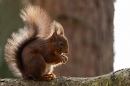 Red Squirrel backlit 3. Feb. '24.