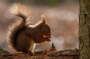 Red Squirrel backlit 2. Feb. '24.