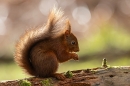 Red Squirrel backlit 1. Feb. '24.