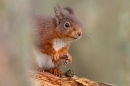 Red Squirrel 1. Feb. '24.