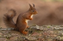 Red Squirrel with uplifted tail 2. Feb. '25.