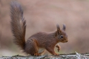Red Squirrel with uplifted tail 1. Feb. '25.