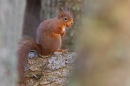 Red Squirrel thru trees. Feb. '25.