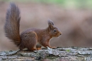 Red Squirrel with uplifted tail. 2 Feb. '25.