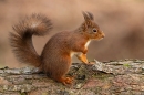 Red Squirrel with curled up tail 1. Feb. '25.