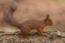 Red Squirrel on fallen pine tree 1. Feb. '25.