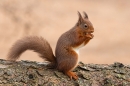 Red Squirrel,upright on fallen pine tree 2. Feb. '25..