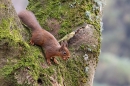 Red Squirrel in tree fork 2. Feb. '25.