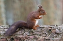 Red Squirrel,upright on fallen pine tree 1. Feb. '25.