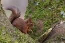 Red Squirrel in tree fork 1. Feb. '25.