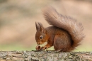 Red Squirrel and the empty hazel nut shell. Feb. '25.