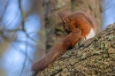Red Squirrel grooming. Feb. '25.