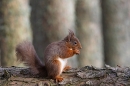 Red Squirrel with nut 2. Feb. '25.