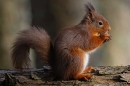 Red Squirrel with nut 1. Feb. '25.