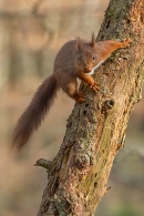 Red Squirrel on decaying larch tree 5. Feb. '25.