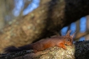 Red Squirrel soaking up the sun. Feb. '25.