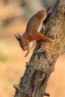 Red Squirrel on decaying larch tree 4. Feb. '25.