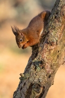 Red Squirrel on decaying larch tree 3.. Feb. ''25.