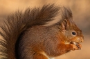 Red Squirrel Portrait. Feb. '25.