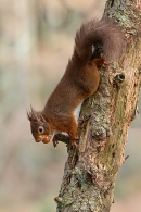 Red Squirrel on decaying larch tree 2. Feb. '25.