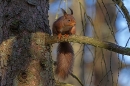 Red Squirrel on larch tree branch. Feb. '25.