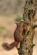 Red Squirrel on decaying larch tree 1. Feb. '25.