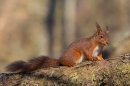 Red Squirrel on overhanging larch trunk 3. Feb. '25.