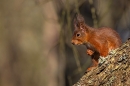 Red Squirrel on overhanging larch trunk 2. Feb. '25.