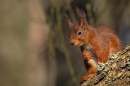 Red Squirrel on overhanging larch trunk 1. Feb. '25.