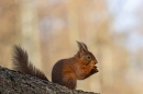 Red Squirrel with sunlit larch background 5. Mar. '25.