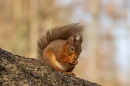 Red Squirrel with sunlit larch background 4. Mar. '25.