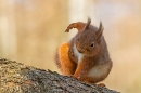 Red Squirrel having a scratch 1. Mar. '25.